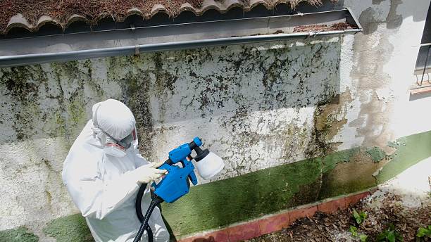 Trusted Mold Inspection service in Roswell, GA - Cheap Mold Removal
